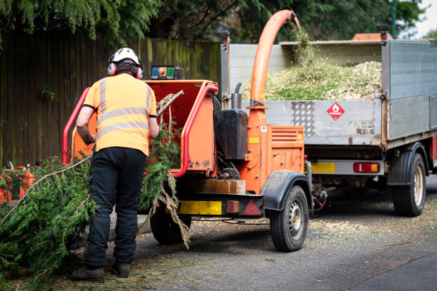 Best Lawn Grading and Leveling  in USA